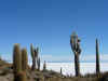 Isla del Pescado cactus.jpg (292259 byte)