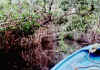La Tovara, fra las manglares.jpg (204874 byte)