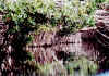 La Tovara, manglares.jpg (197171 byte)
