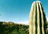 Muleg, cactus e ciudad.jpg (331381 byte)