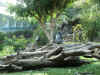 23 Gorilla a Loro Parque.jpg (629927 byte)