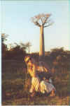 Anna all'avenue du baobab Morondava.jpg (60792 byte)