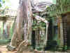 Siem_Reap-tempio_di_Ta_Prohm.jpg (787680 byte)