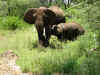 Manyara elefanti.jpg (950308 byte)