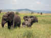 Serengeti_elefanti.jpg (559271 byte)