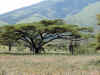 Serengeti_giraffe.jpg (837247 byte)