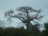 baobab pi vecchio della regione.JPG (507928 byte)